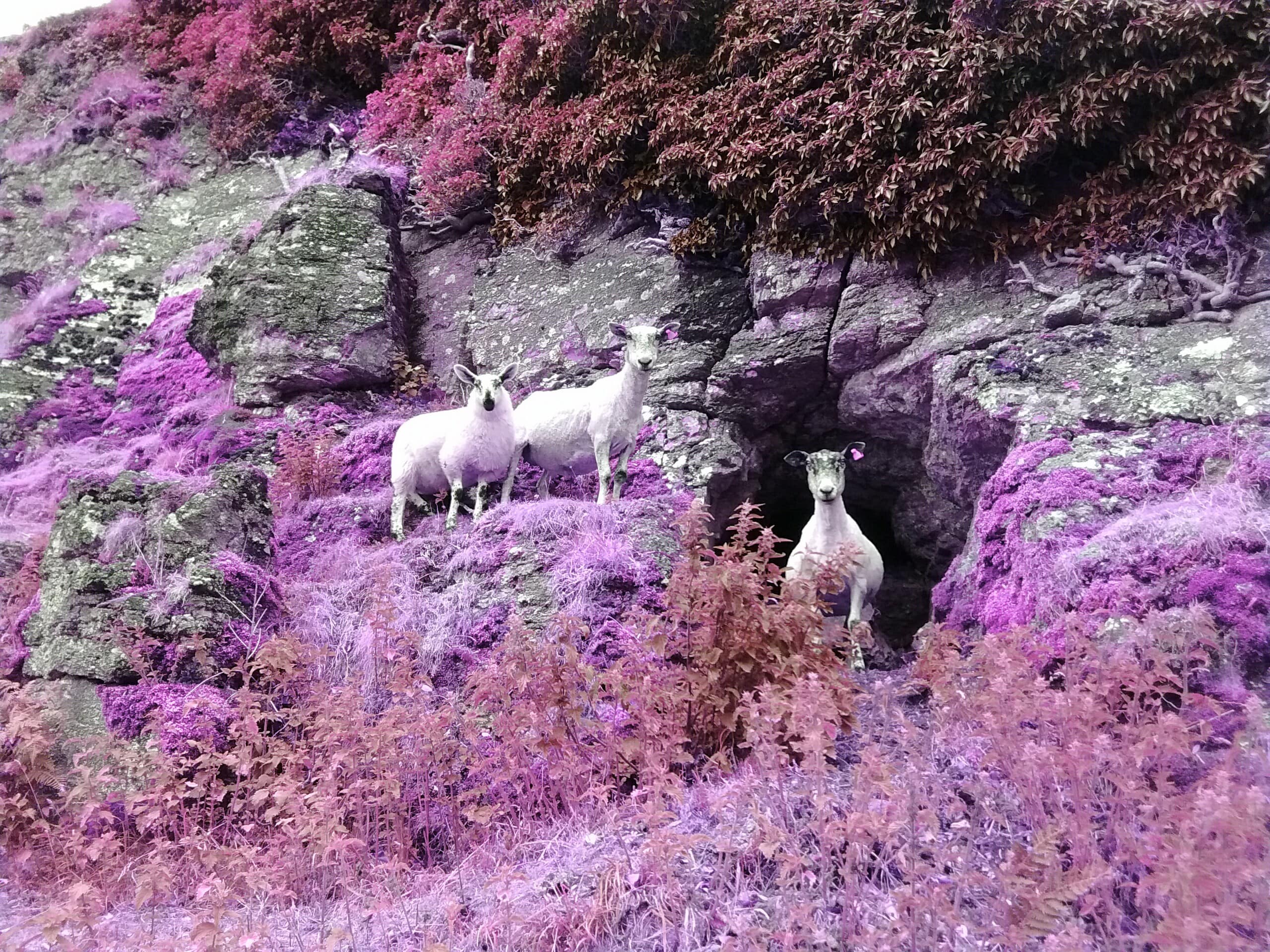 Marilin North, Photograph, Land of Nod Series